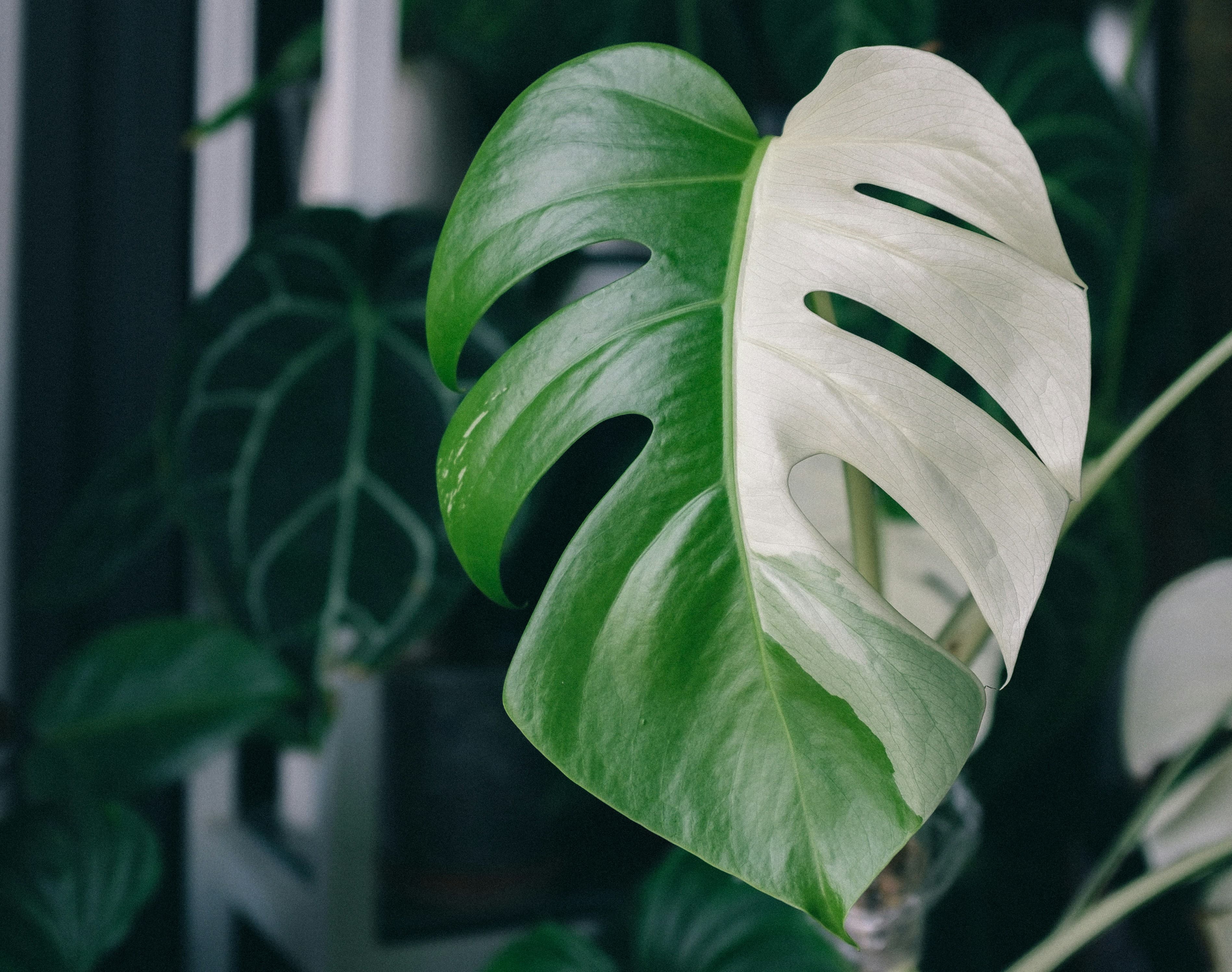 Monstera Albo