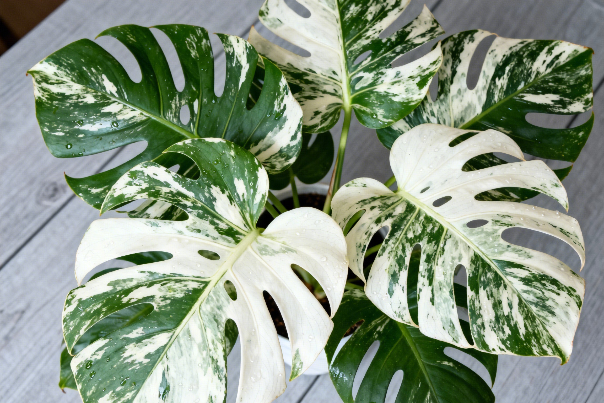 Monstera Albo Care Guide: How to Grow Variegated Monsters (2025 Edition)